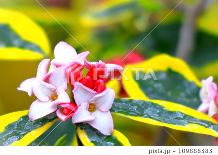 芳香を漂わせる沈丁花の花 109888383