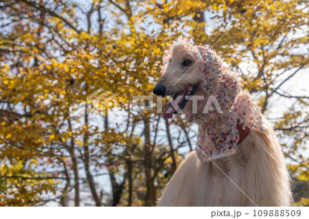 紅葉したイチョウ並木で遊ぶ犬 紅葉したイチョウ並木で遊ぶ犬 109888509