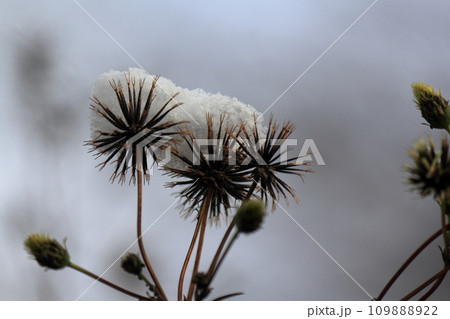 野草に積もる雪 野草に積もる雪 109888922