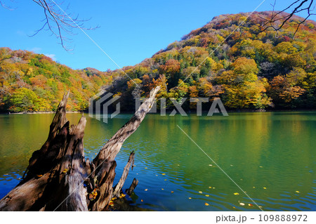 白神山地の麓にある十二湖の紅葉 鶏頭場の池 青森県 白神山地の麓にある十二湖の紅葉 鶏頭場の池 青森県 109888972