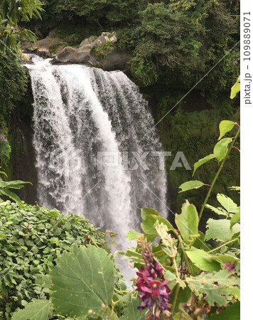 白糸の滝と草花 白糸の滝と草花 109889071