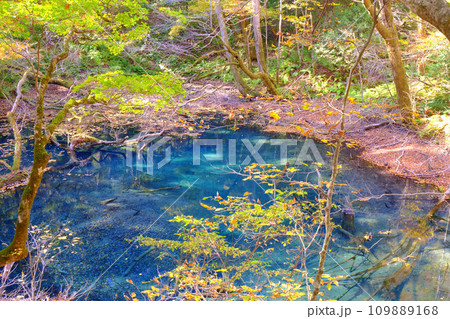 白神山地の麓にある十二湖 沸壺の池 青森県 白神山地の麓にある十二湖 沸壺の池 青森県 109889168