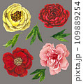 Watercolor peony flowers set of four 109889254
