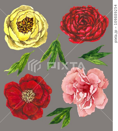 Watercolor peony flowers set of four 109889254