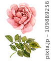 Watercolor rose flower with leaves 109889256
