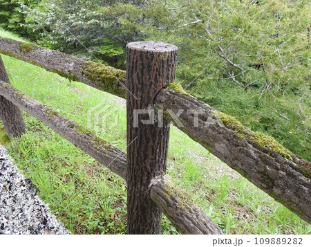 柵　苔　柵に生えた苔　柵と苔 109889282