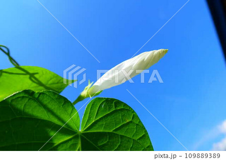 アサガオ 朝顔 あさがお つぼみ アサガオ 朝顔 あさがお つぼみ 109889389