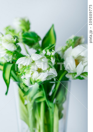 Bunch of Parrot Style Tulips 109889775