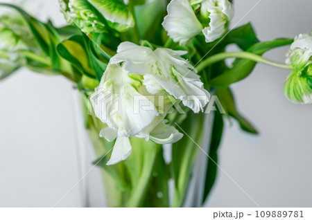 Bunch of Parrot Style Tulips 109889781