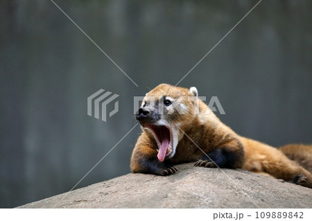 あくびをするアカハナグマ 109889842