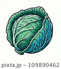 キャベツ 109890462
