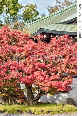 大阪城の紅葉 大阪城の紅葉 109891320