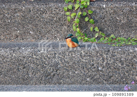 堤防にとまるカワセミ 堤防にとまるカワセミ 109891389