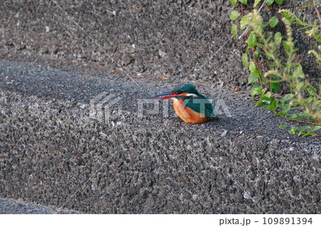 堤防にとまるカワセミ 堤防にとまるカワセミ 109891394