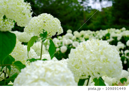 白いアジサイ 109891449