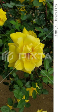 一輪の黄色いバラ 一輪の黄色いバラ 109891475