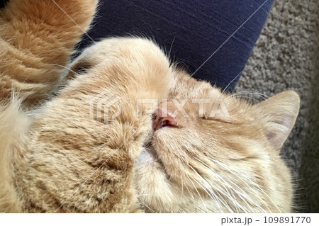 寝転ぶ猫 109891770