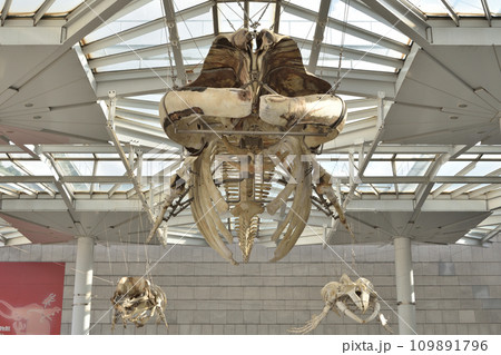 大阪市立自然史博物館の骨格標本 大阪市立自然史博物館の骨格標本 109891796