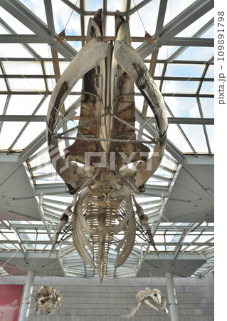大阪市立自然史博物館の骨格標本 109891798