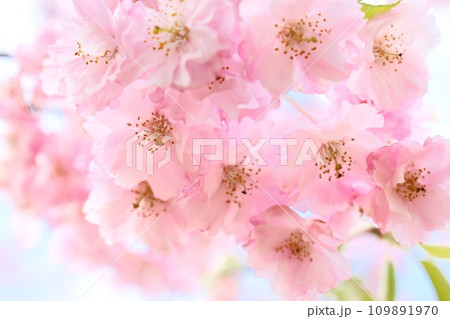 仙台枝垂　ピンク色の桜の花　クローズアップ　花見 109891970