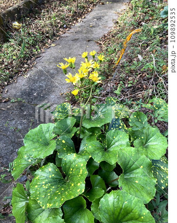 黄色の花が目立つツワブキの花 黄色の花が目立つツワブキの花 109892535