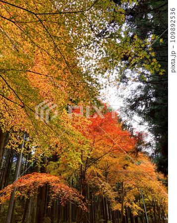 曇天でも映える紅葉 109892536