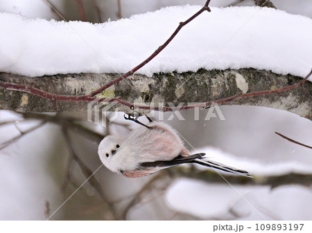 雪の妖精シマエナガ 109893197