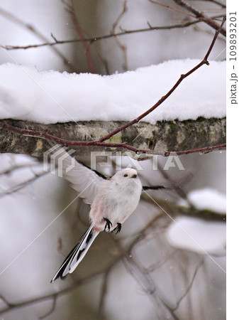 雪の妖精シマエナガ 雪の妖精シマエナガ 109893201