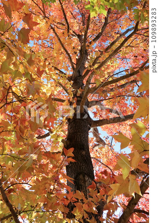 色づく台湾楓の樹木　（高知県　高知市　針木浄水場） 109893283