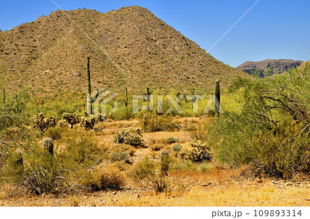 San Tan Mountains Sonora Desert Arizona 109893314