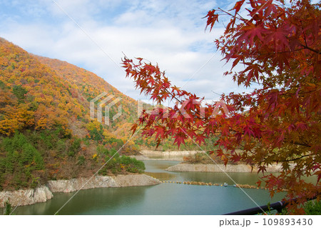 真っ赤な紅葉 真っ赤な紅葉 109893430