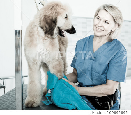 Mature woman hairdresser wipes puppy of Afghan hound in hairdresser for dogs Mature woman hairdresser wipes puppy of Afghan hound in hairdresser for dogs 109893895