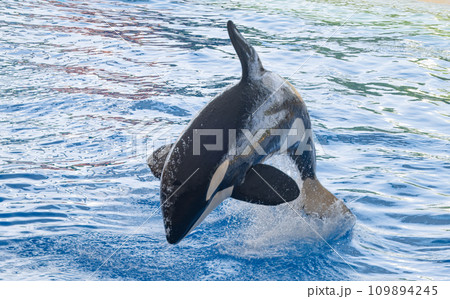 killer whale 109894245