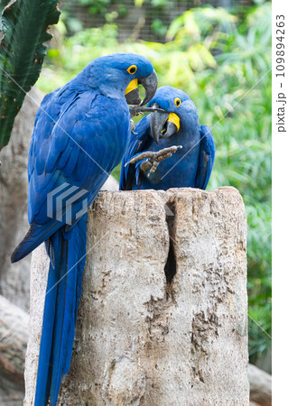 beautiful parrots beautiful parrots 109894263