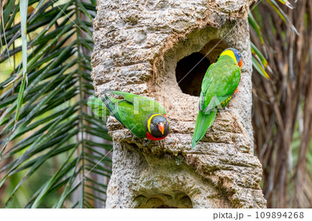 beautiful parrots 109894268