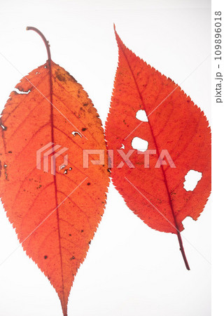 紅い落ち葉　白背景 109896018
