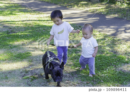 公園でペットのフレンチブルと遊ぶ男の子の兄弟 109896411
