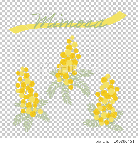 Vector illustration of yellow mimosa flower 109896451