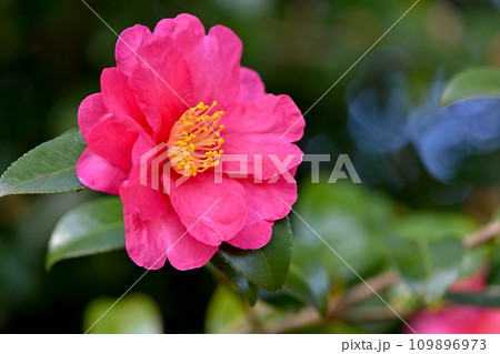 サザンカ 109896973