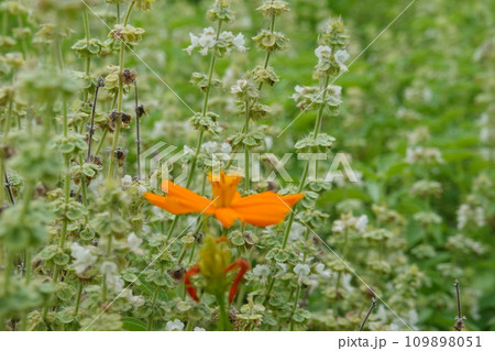 Ocimum basilicum herb leaf food blossom Ocimum basilicum herb leaf food blossom 109898051