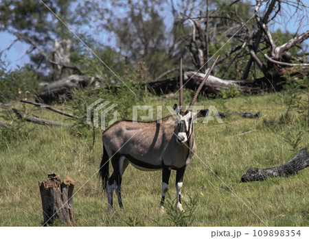 Female oryx antelope is typical representative of the fauna of Africa. Female oryx antelope is typical representative of the fauna of Africa. 109898354
