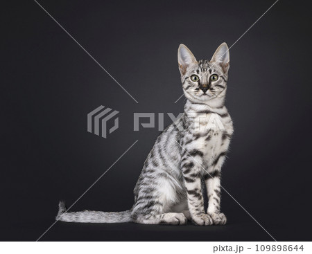 Savannah cat kitten on black 109898644