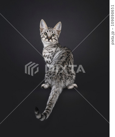 Savannah cat kitten on black 109898651