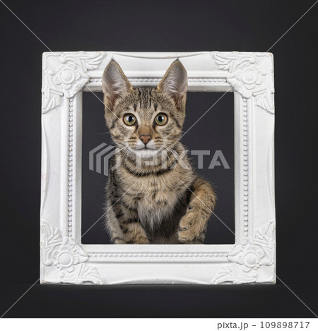 Black tabby spotted cat on black 109898717