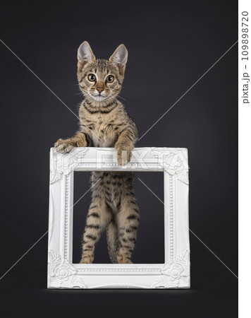 Black tabby spotted cat on black 109898720