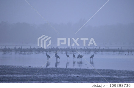 Flock of birds, Common Crane, migration in Hortobagy National Park, UNESCO World Heritage Site, Puszta is one of largest meadow and steppe ecosystems in Europe, Hungary 109898736