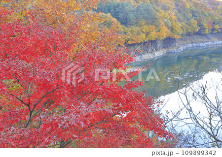 紅葉の薗原湖 109899342