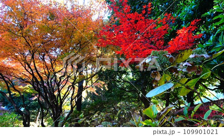 秋色に染まる～銀杏並木・紅葉 109901021