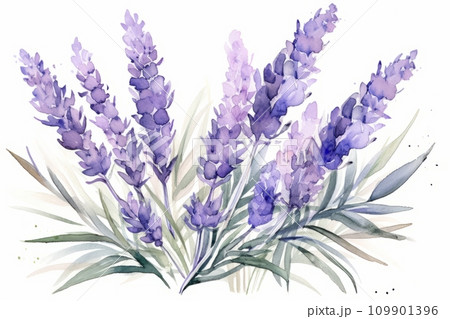 Water illustration of lavender 109901396