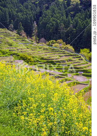《春の丸山千枚田》菜の花が咲く頃 《春の丸山千枚田》菜の花が咲く頃 109901638